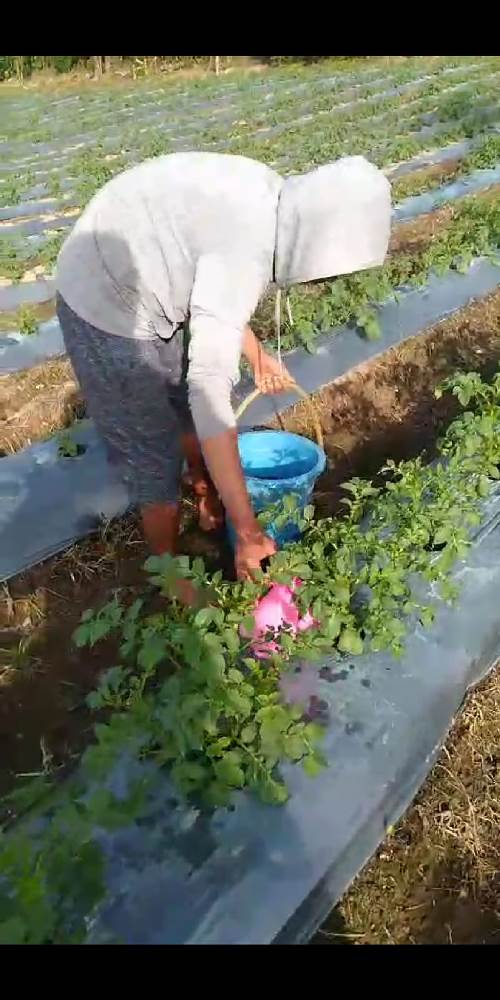 InovasiMediaBeritaOrgatric 2