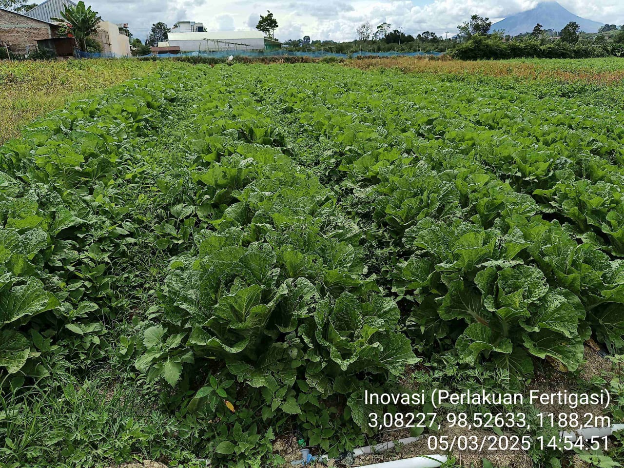 TegulahPetani 3